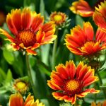 25-types-of-flowers-to-plant-for-summer-gaillardia